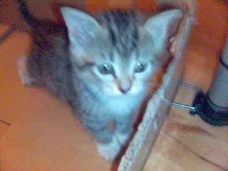 Blanding af racer Chuck Norris - Chuck Norris i færd med at udforske en tilsyneladende forladt kasse billede 1