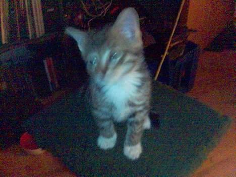 Blanding af racer Chuck Norris - Hvordn kommer jeg ned ?? billede 2