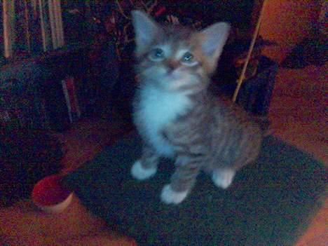 Blanding af racer Chuck Norris - Hjælp mig nu ned!! billede 3