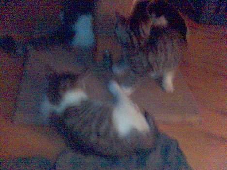 Blanding af racer Chuck Norris - Kahli, Chuk norris og Umfufu i baggrunden  billede 4