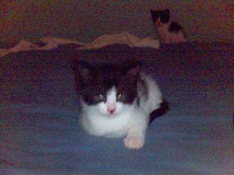 Blanding af racer Umfufu - Umfufu slapper af i sengen. sit fortrukne sted billede 1