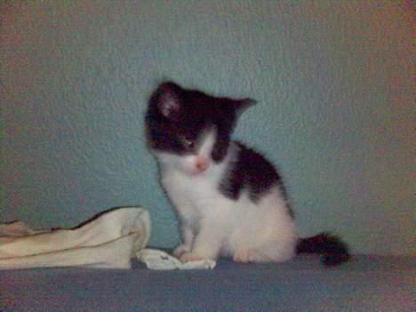 Blanding af racer Umfufu - stadig i sengen billede 2