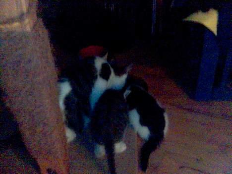 Blanding af racer Umfufu - Mor tjekker om Børnene får ordenlig mad :) billede 4