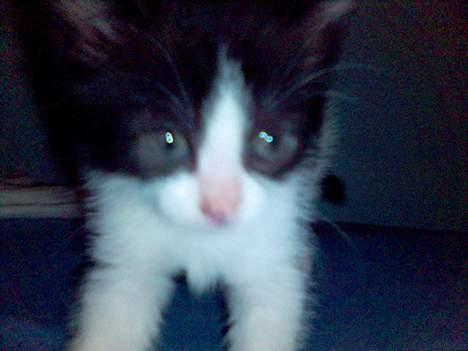 Blanding af racer Mustafa - Aargh et kamera billede 1