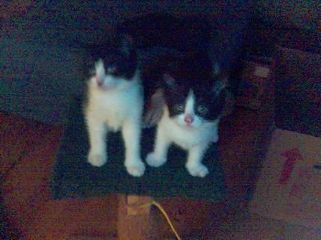 Blanding af racer Mustafa - som søskende vi dele billede 2