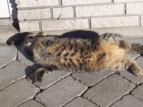 Blanding af racer Duchess - Åhhh en dejlig sol!:-) billede 10