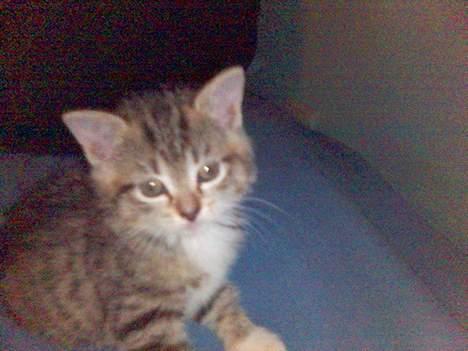 Blanding af racer P1 - Mmm er simpelthen bare så nuttet ikk... billede 1