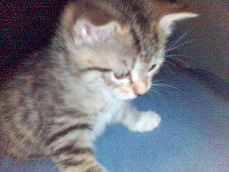 Blanding af racer P1 - hey lad vær mand! billede 2