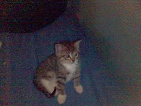 Blanding af racer P1 - Ahh ligger mig lige her et øjeblik :) billede 3