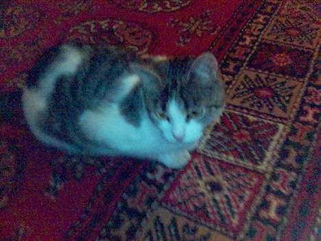 Blanding af racer Kahli - Holder øje med han den store hankat billede 3