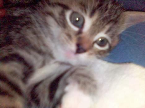 Blanding af racer P1 - nuttet ikk?! billede 4