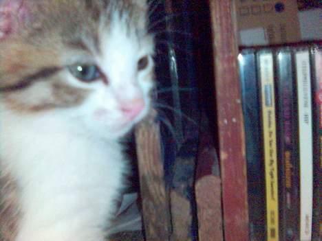 Blanding af racer Mini Kahli - din sjover billede 5