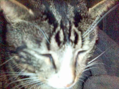 Blanding af racer Vishnu - hmpf billede 1