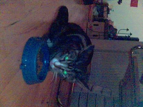 Blanding af racer Vishnu - skrid jeg spiser!! billede 4