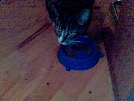 Blanding af racer Vishnu billede 5