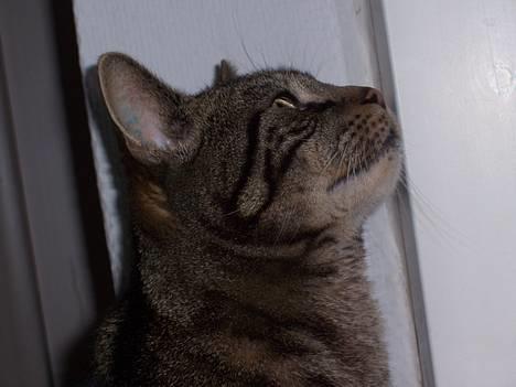 Blanding af racer O´Malley - Var det en fugl? billede 13