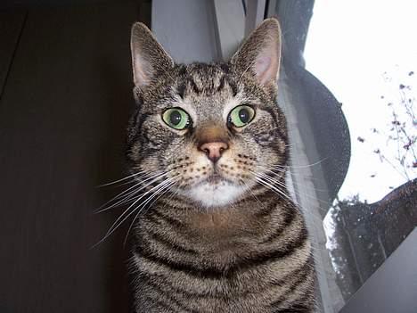 Blanding af racer O´Malley - Hallo dernede! :-) billede 14