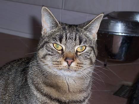 Blanding af racer Duchess billede 11