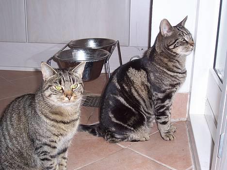 Blanding af racer Duchess - Hvis du holder øje, så slapper jeg af! :-) billede 12