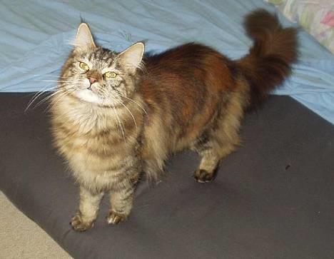 Maine Coon Monroe - Min Mooner... billede 1
