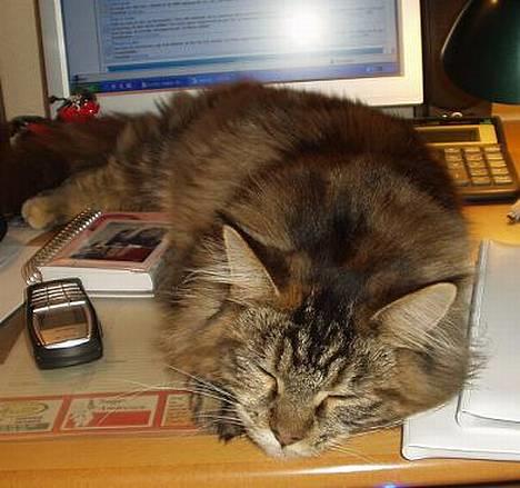 Maine Coon Monroe - Monroe hygger sig når hun må følge med på skrivebordet! billede 2