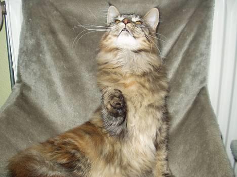 Maine Coon Monroe - Er det guf??!! billede 3