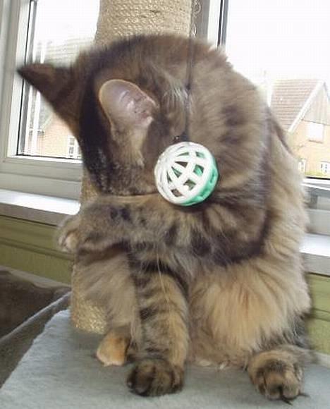 Maine Coon Monroe - "ej - ikke flere billeder nu mor...." billede 4