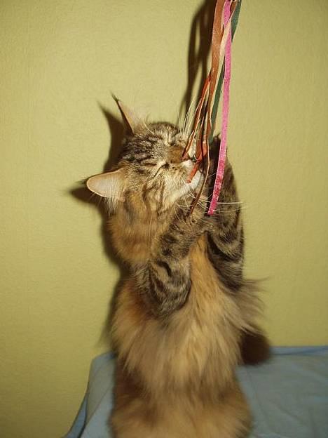 Maine Coon Monroe - FIK DEN! billede 5