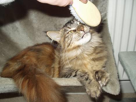 Maine Coon Monroe - Monroe ELSKER sin børste... :-) billede 6