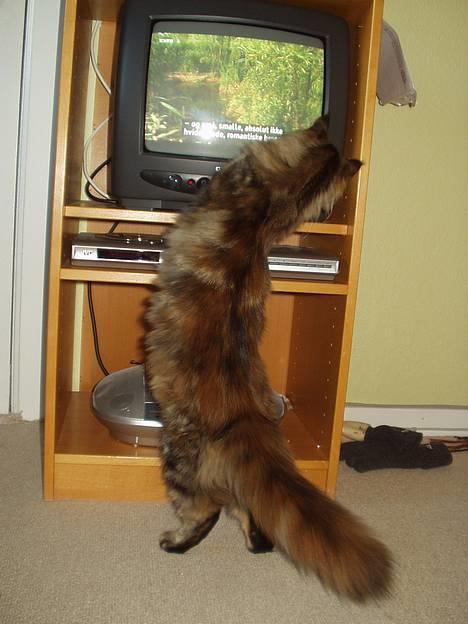 Maine Coon Monroe - Der sker så meget på TV - det kan være svært at følge med over alt! billede 7