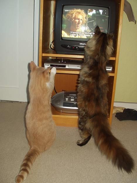 Maine Coon Monroe - Oscar synes også det er fedt at se TV med monroe! :-) billede 8
