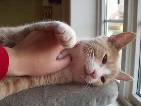 Blanding af racer Oscar - Se hvor dejlig han er...  billede 1