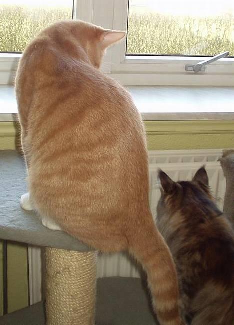 Blanding af racer Oscar billede 2