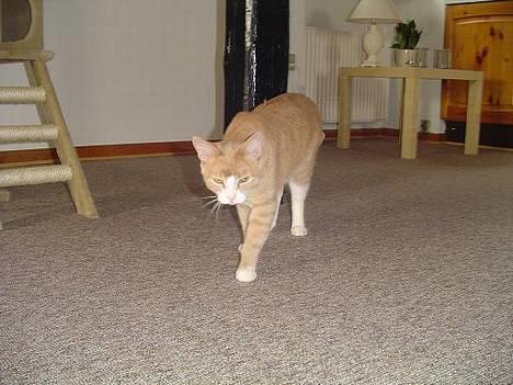 Blanding af racer Oscar billede 3