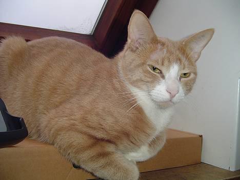 Blanding af racer Oscar billede 4