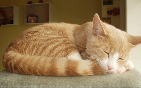 Blanding af racer Oscar billede 5