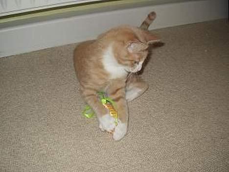 Blanding af racer Oscar billede 6