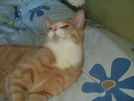 Blanding af racer Oscar - Oscar der lige viser pletten under hagen! :-) billede 7