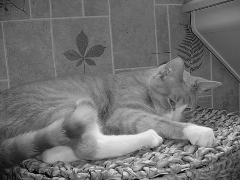 Blanding af racer Oscar billede 8