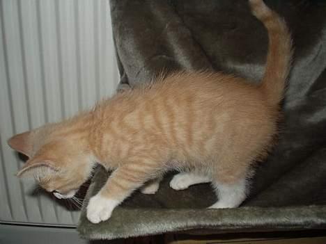 Blanding af racer Oscar billede 9