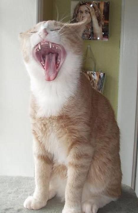 Blanding af racer Oscar - BRØØØØL - Jeg er en FARLIG TIGER-Mis! :-) billede 10