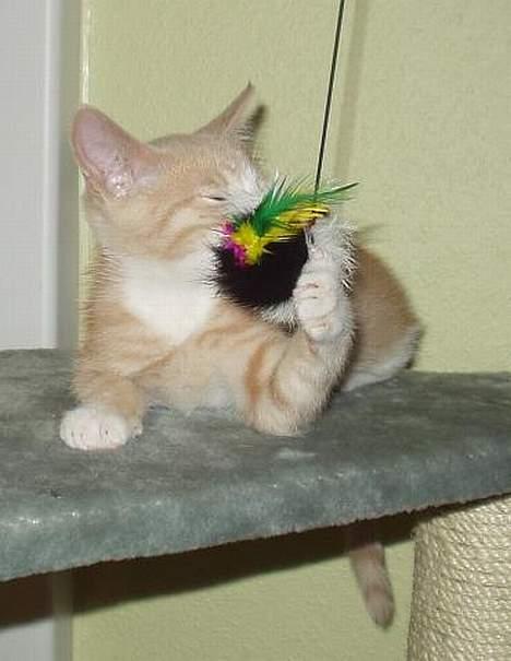 Blanding af racer Oscar billede 11