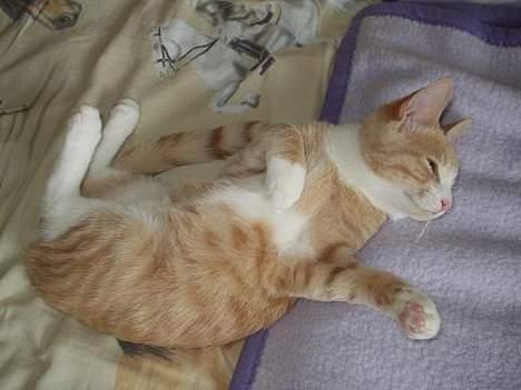 Blanding af racer Oscar billede 12