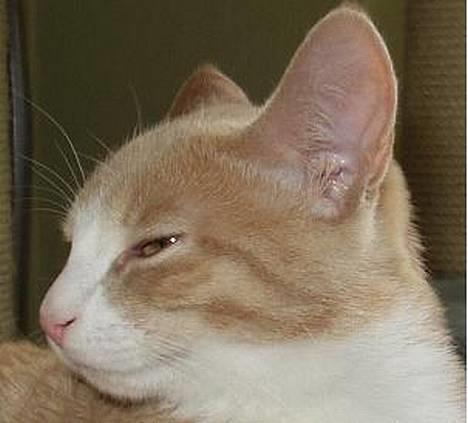 Blanding af racer Oscar billede 13