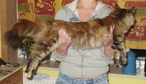 Maine Coon Monroe - Monroe ca. 6 måneder billede 9