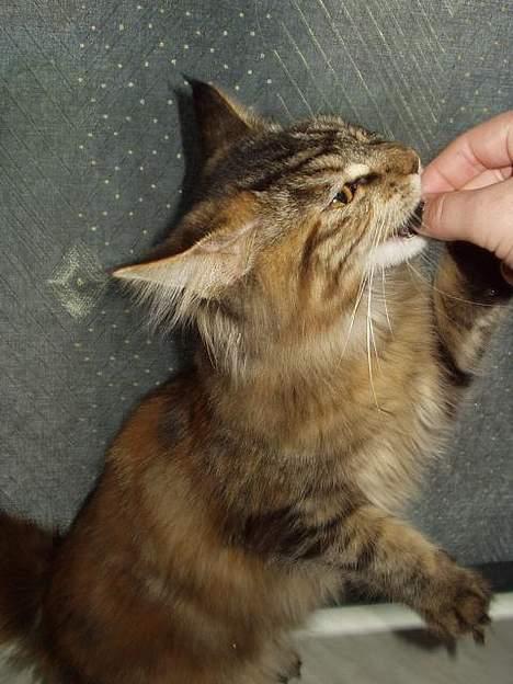 Maine Coon Monroe - Mmm gobidder - det er lækkert! billede 10