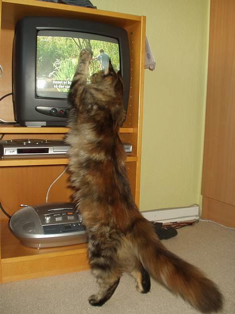 Maine Coon Monroe - Monroe ELSKER at se TV - det er bare SÅ spændene! billede 11
