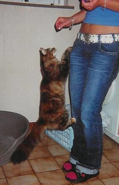 Maine Coon Monroe - Monroe bestiger bjerget "Line" for at få fat i en godbid! billede 12