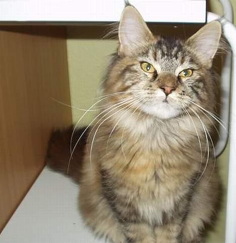 Maine Coon Monroe billede 13