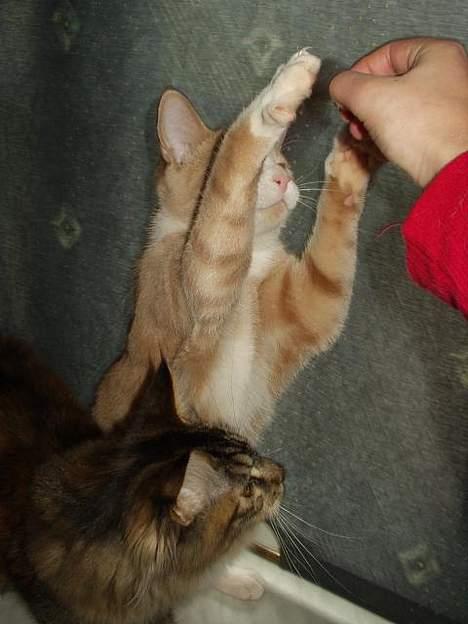 Blanding af racer Oscar - Jeg vil oz ha guf.... billede 14